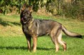 /album/fotogalerie-buster/s0077094-jpg/
