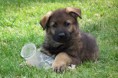 /album/fotogalerie-buster/dscf5473-jpg/