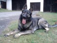 /album/fotogalerie-buster/pc030037-jpg/