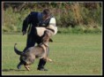 /album/arka/arka-mega-dog-zavod-nyrany-jpg/